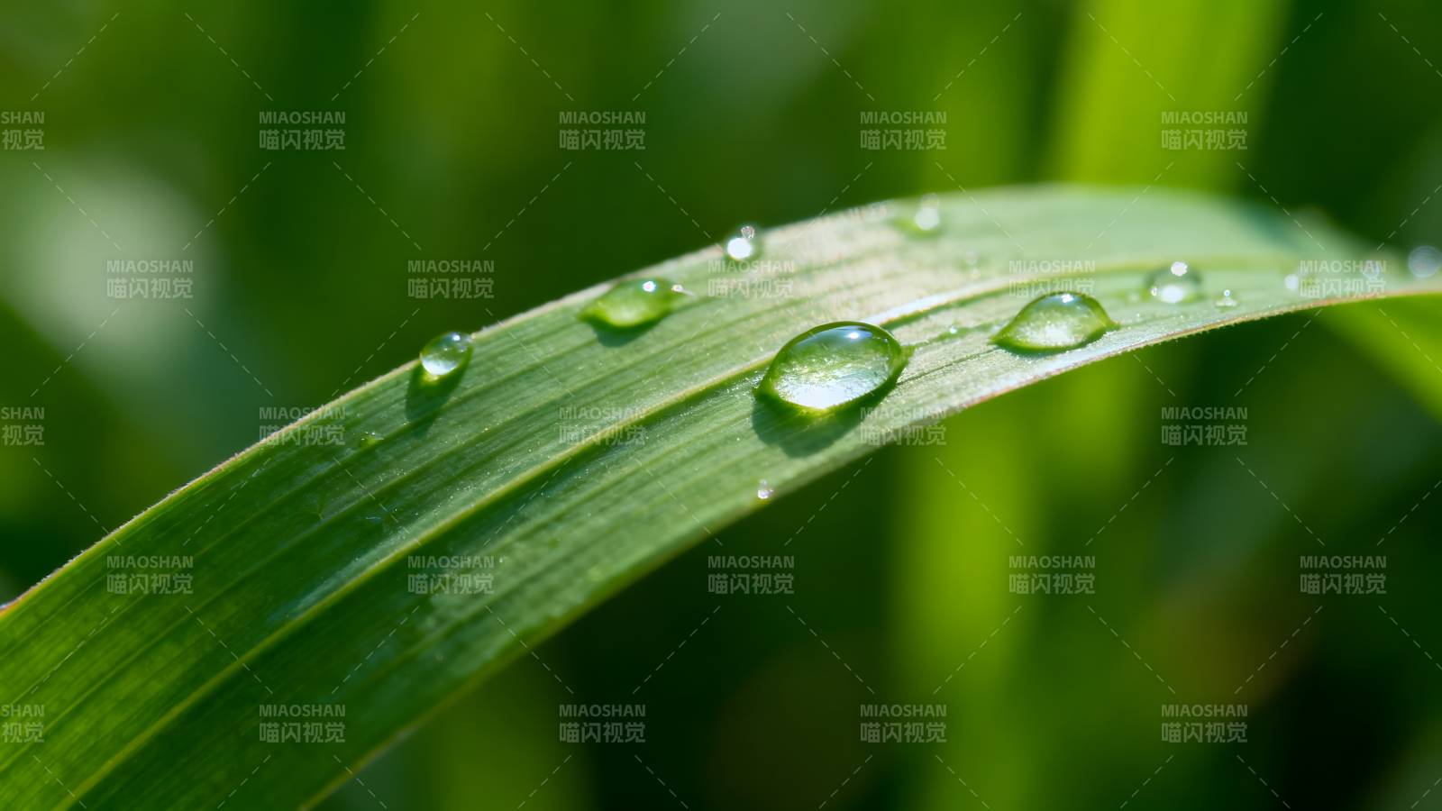 露珠点缀绿叶图片