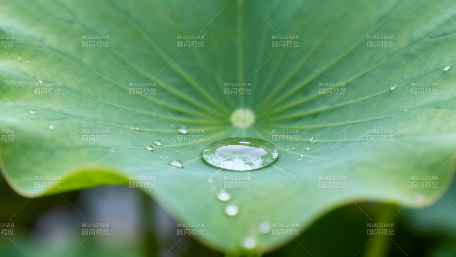荷叶上的水珠图片