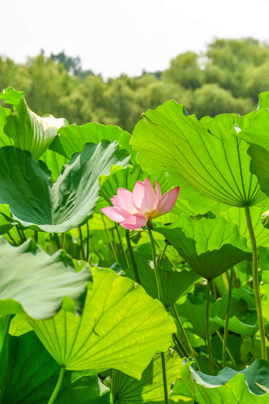 荷塘粉莲绽放图片
