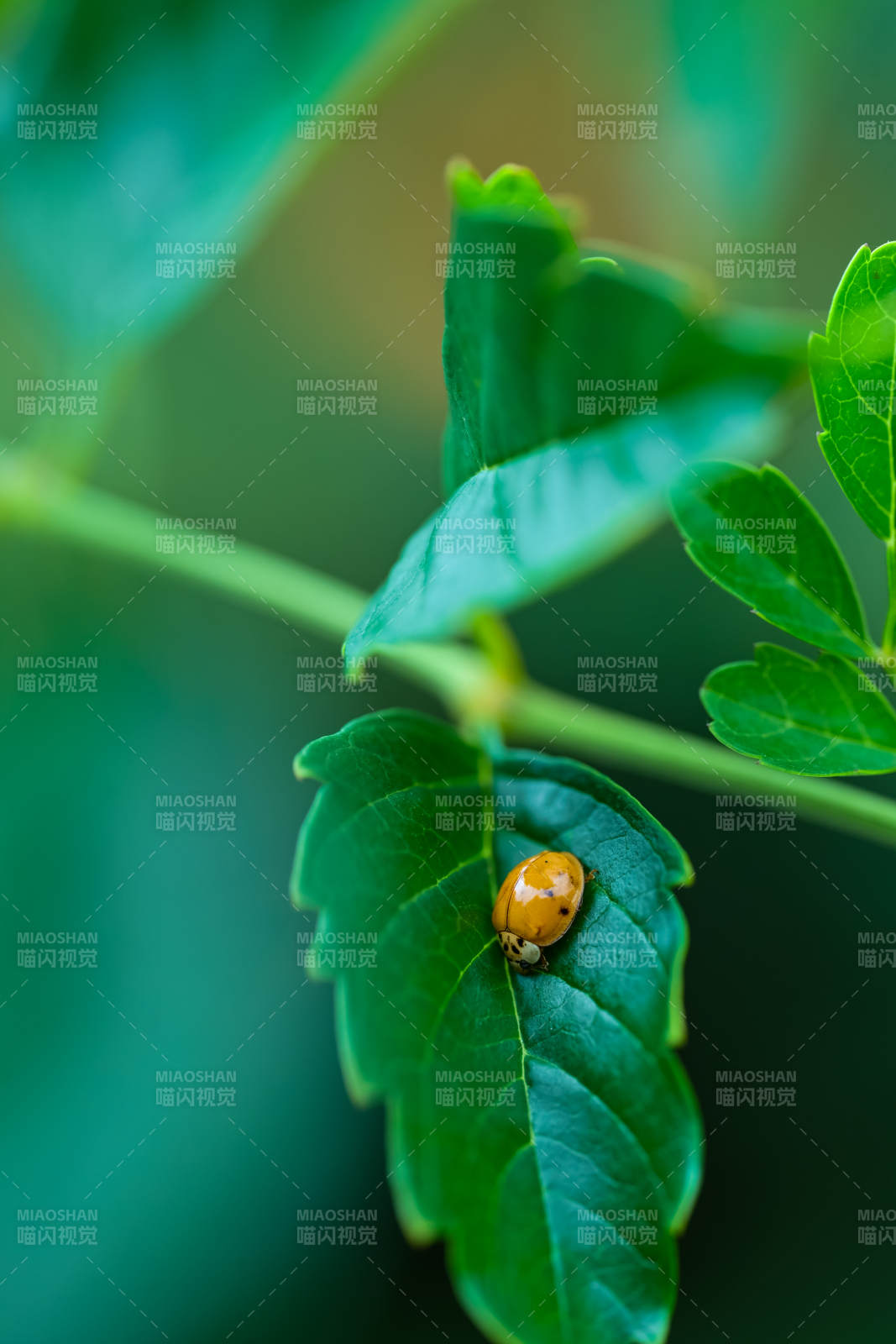 瓢虫栖叶图片