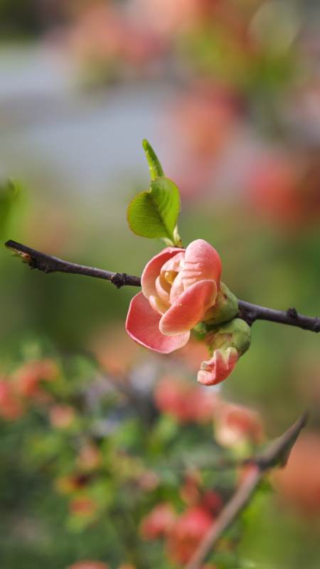 春日海棠绽放图片