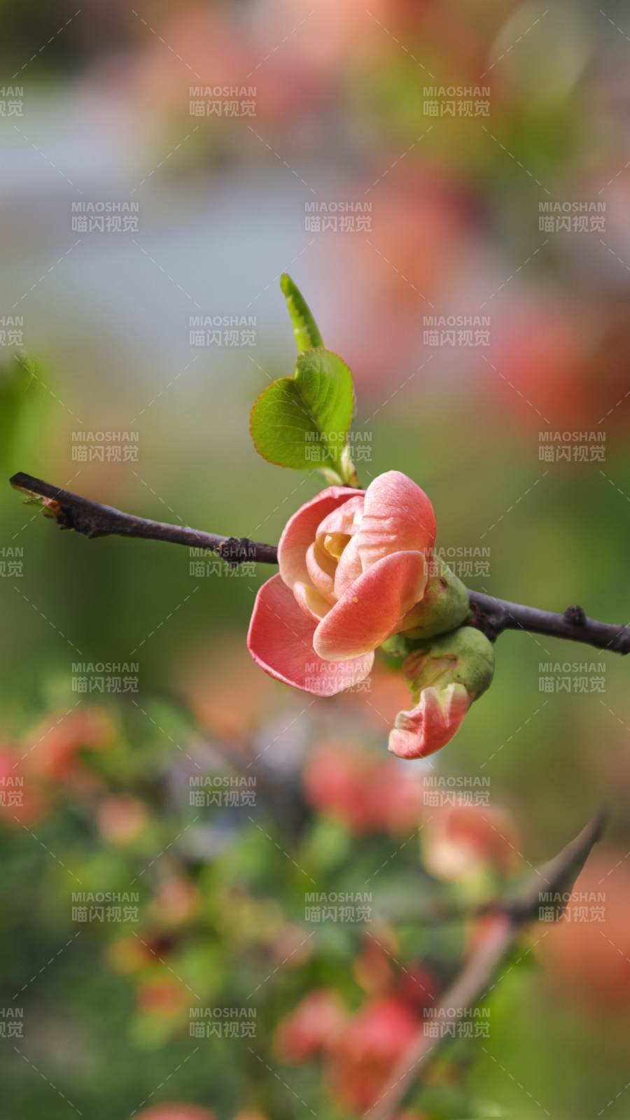 春日海棠绽放图片