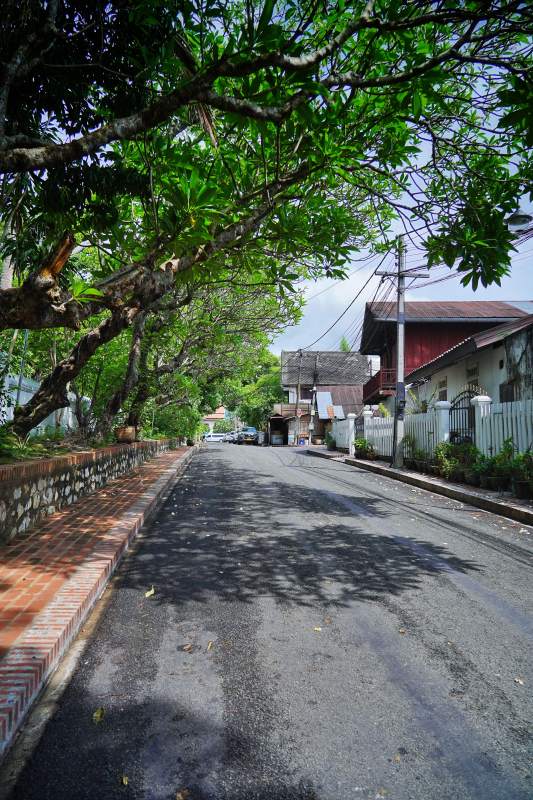 绿荫小巷静谧行图片