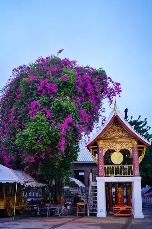 紫花映古亭图片