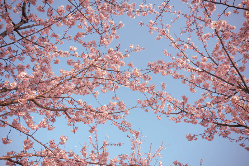 樱花绽放 春意盎然图片