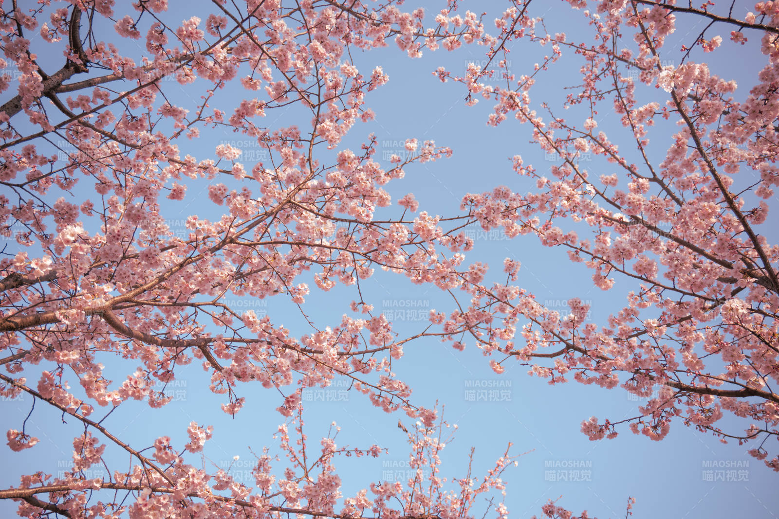 樱花绽放 春意盎然图片