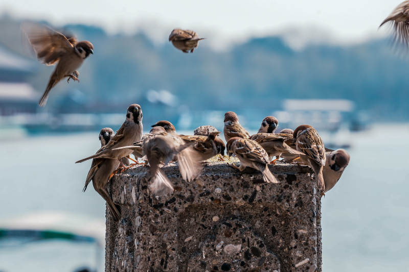 麻雀群聚柱头图片