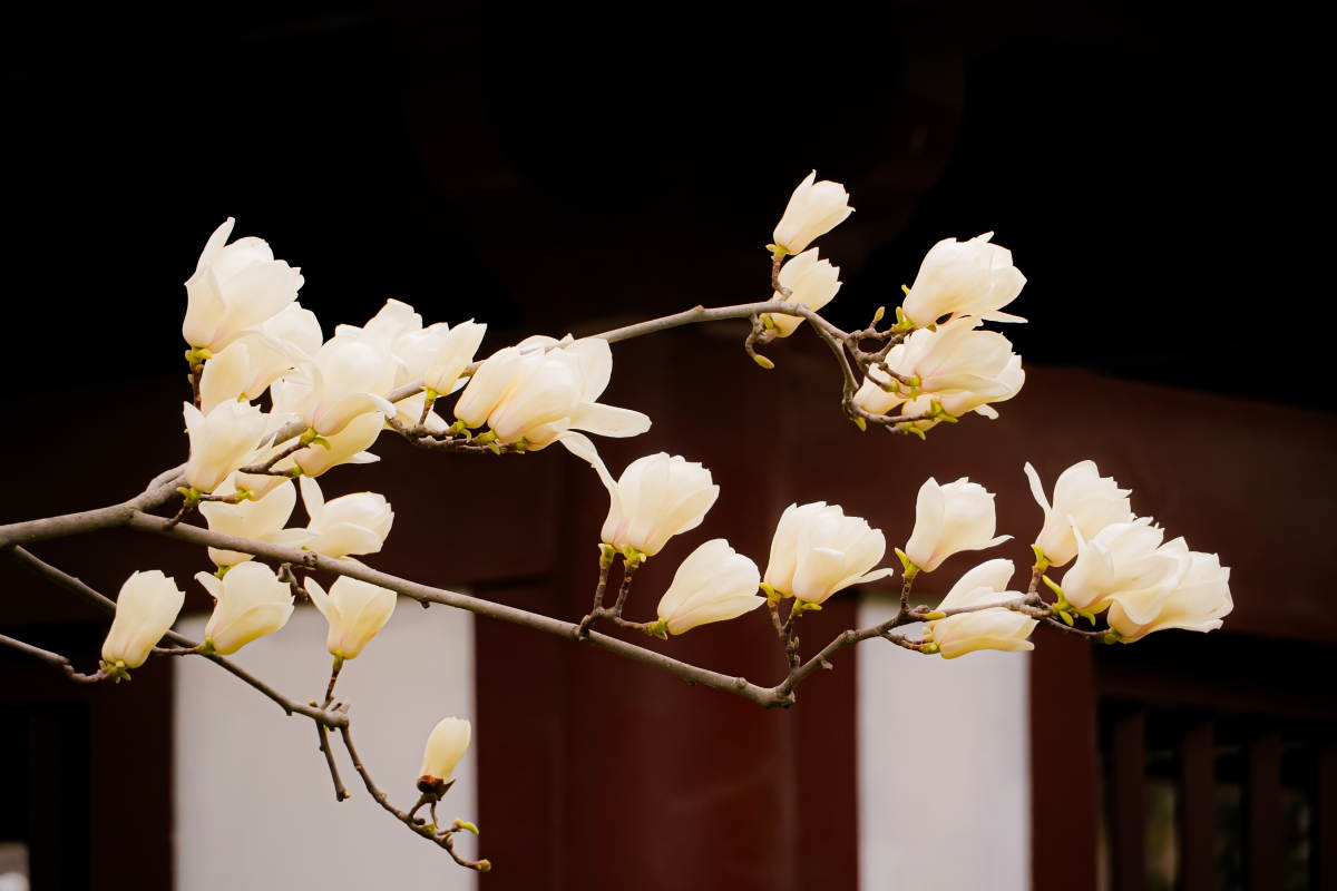 玉兰花开枝头图片