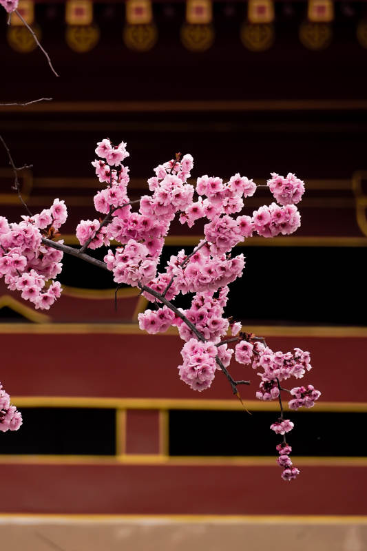 樱花绽放古建筑前图片