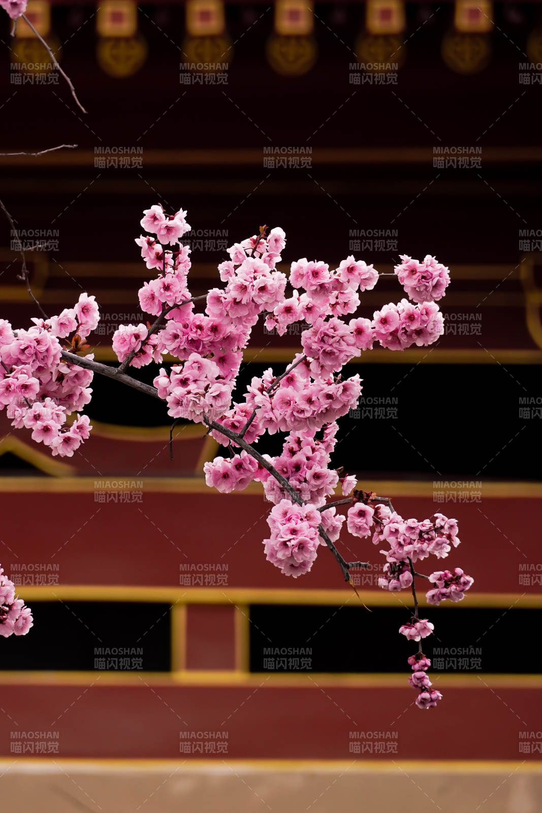 樱花绽放古建筑前图片