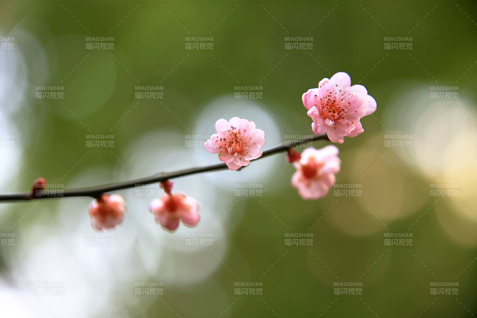 梅花绽放枝头图片