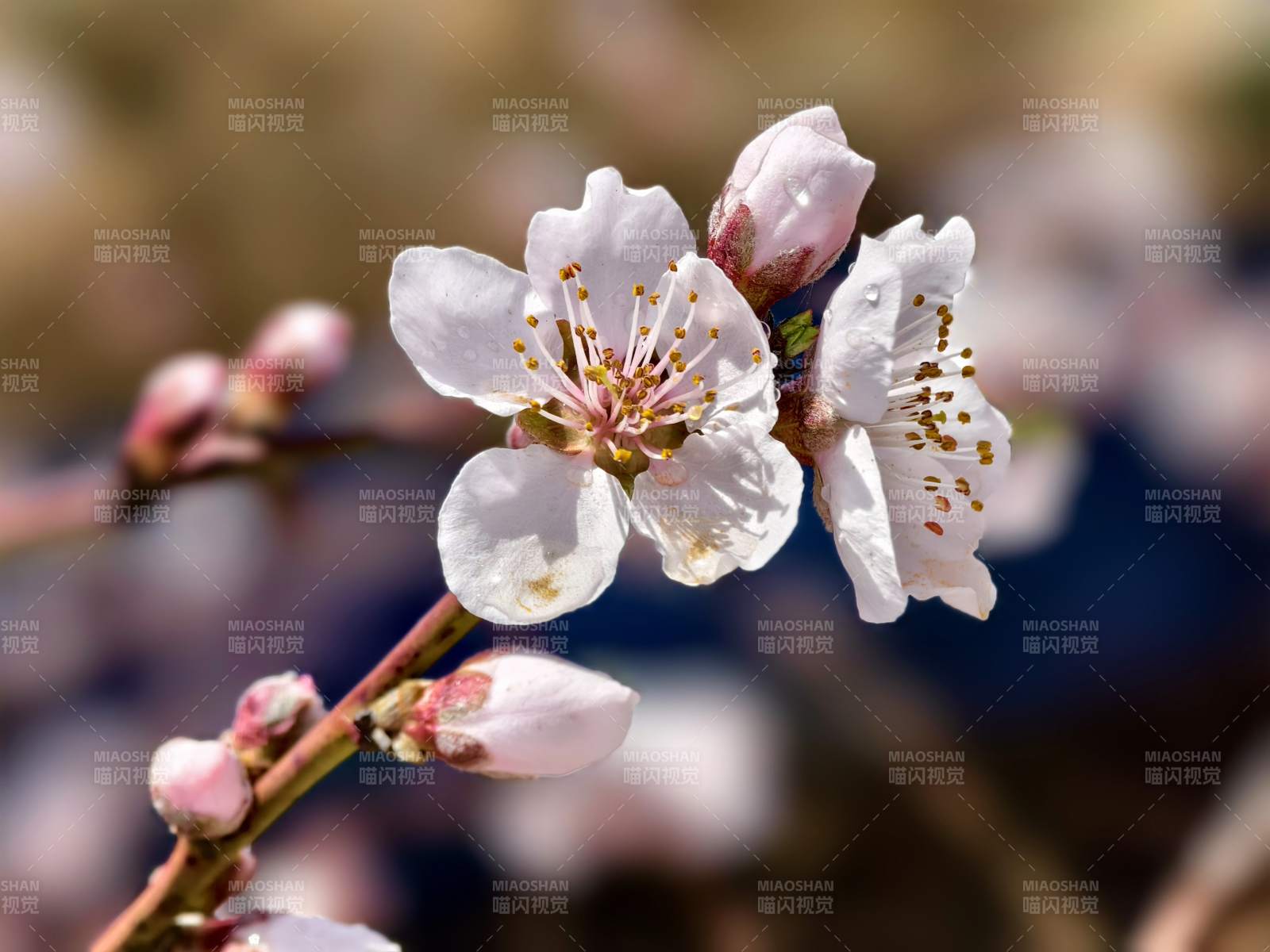 春日樱花绽放图片
