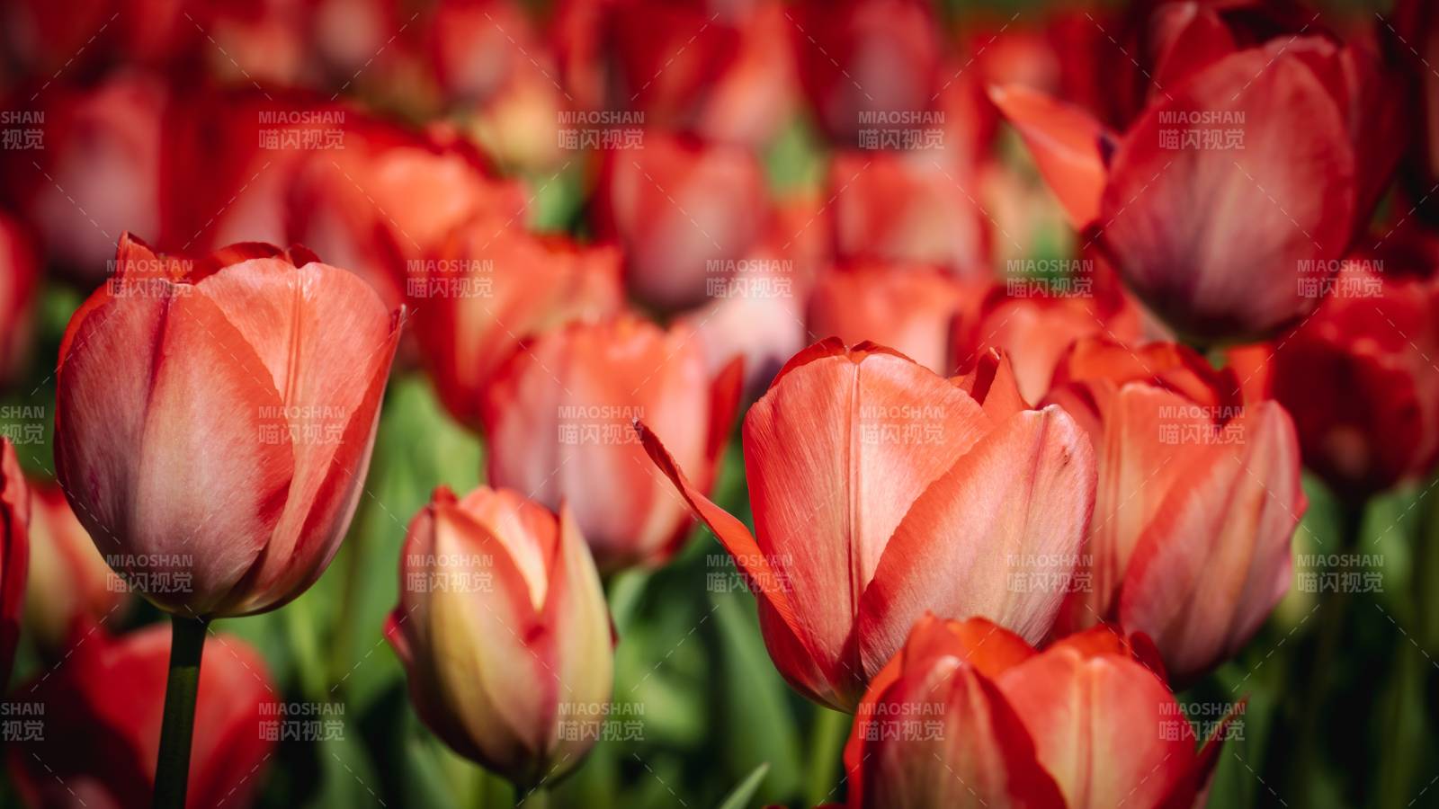 橙红郁金香绽放图片