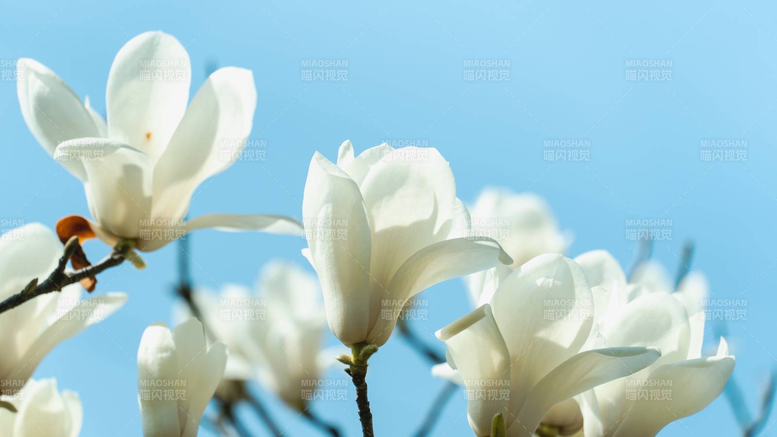 玉兰花开 春意盎然图片