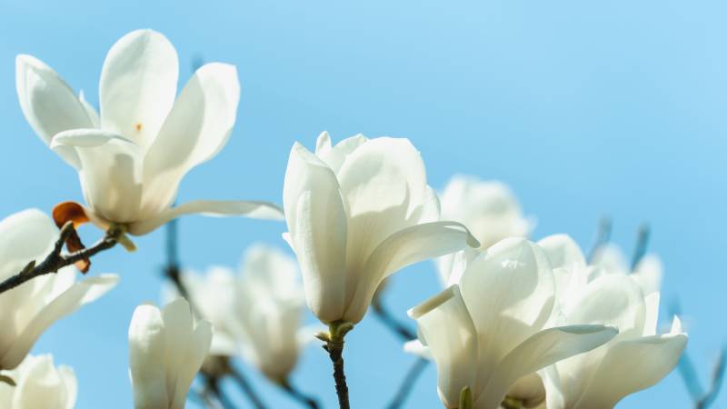 玉兰花开 春意盎然图片