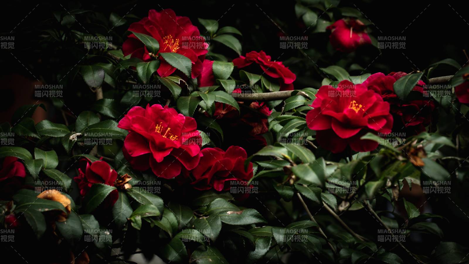 红花绿叶映夜景图片