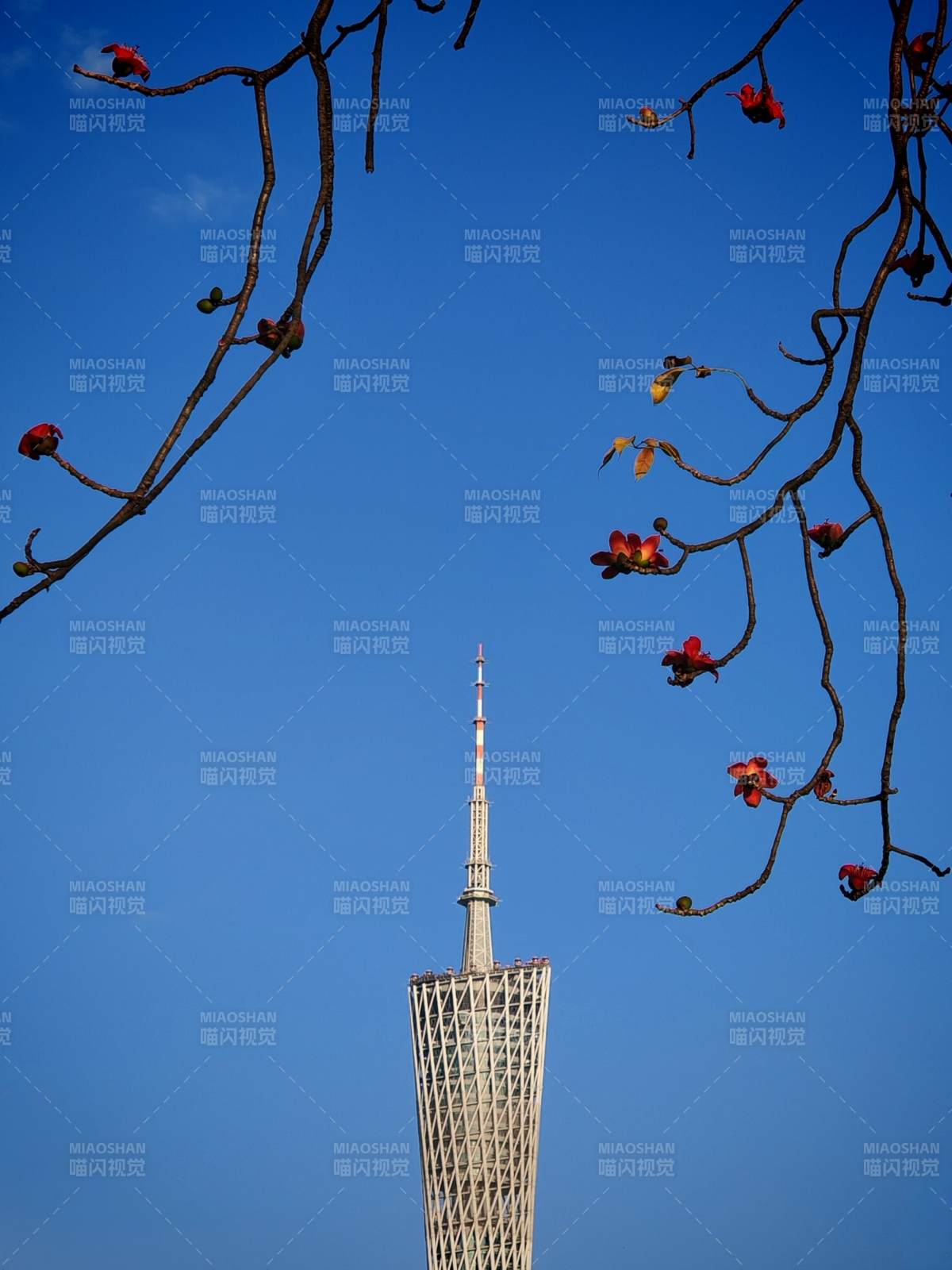 广州塔映蓝天图片