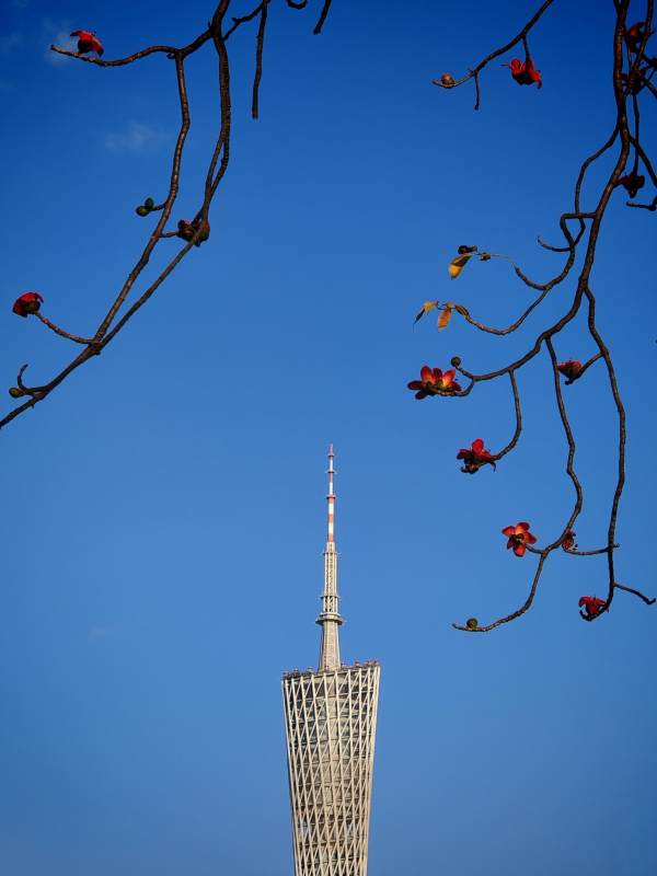 广州塔映蓝天图片
