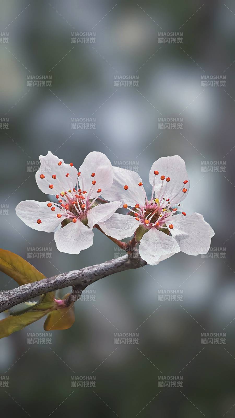 樱花绽放枝头图片