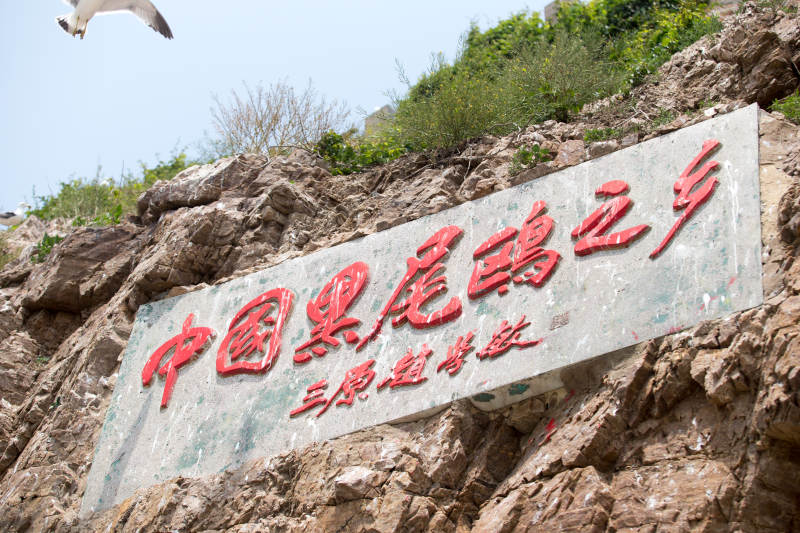 中国黑尾鸥之乡图片