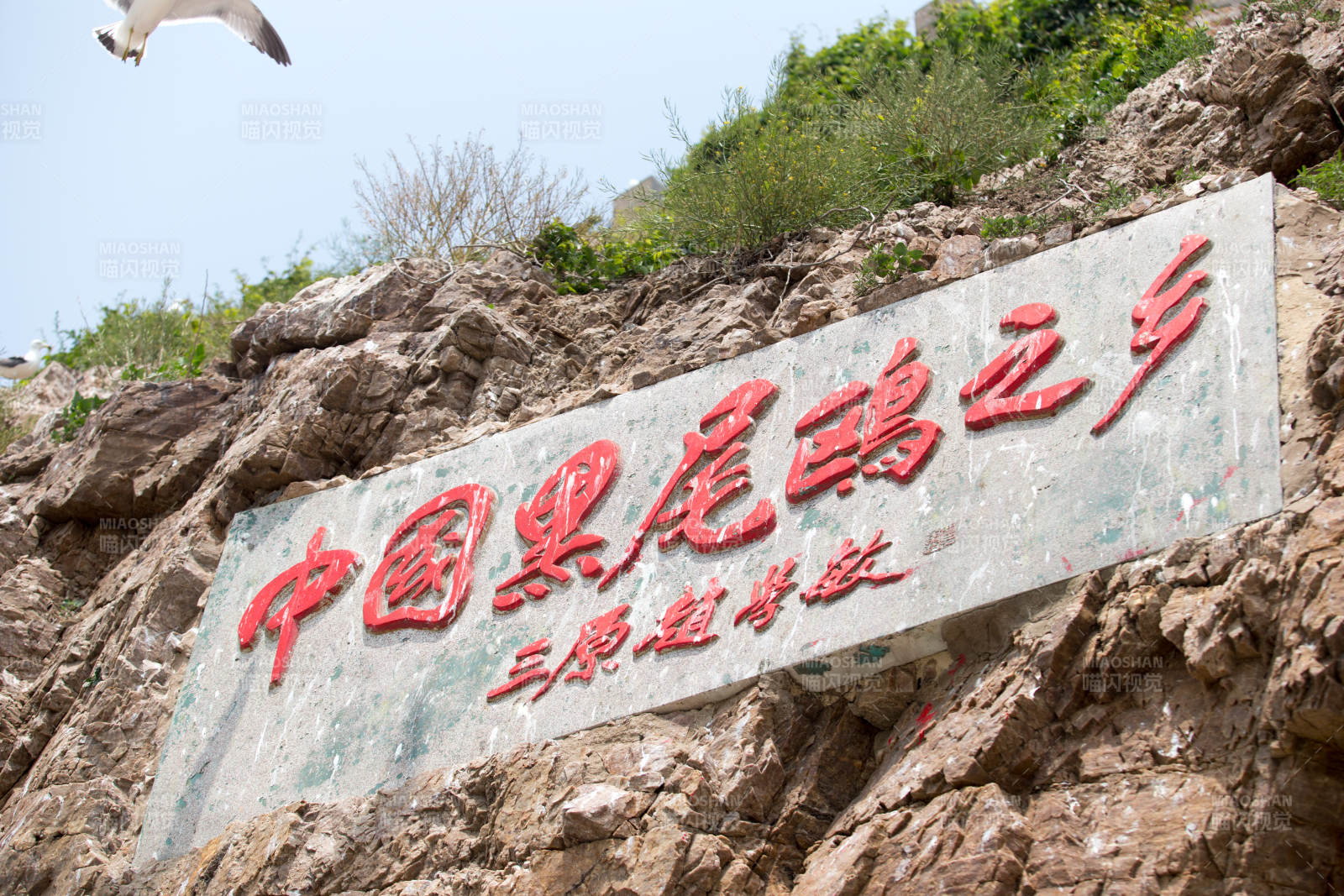 中国黑尾鸥之乡图片