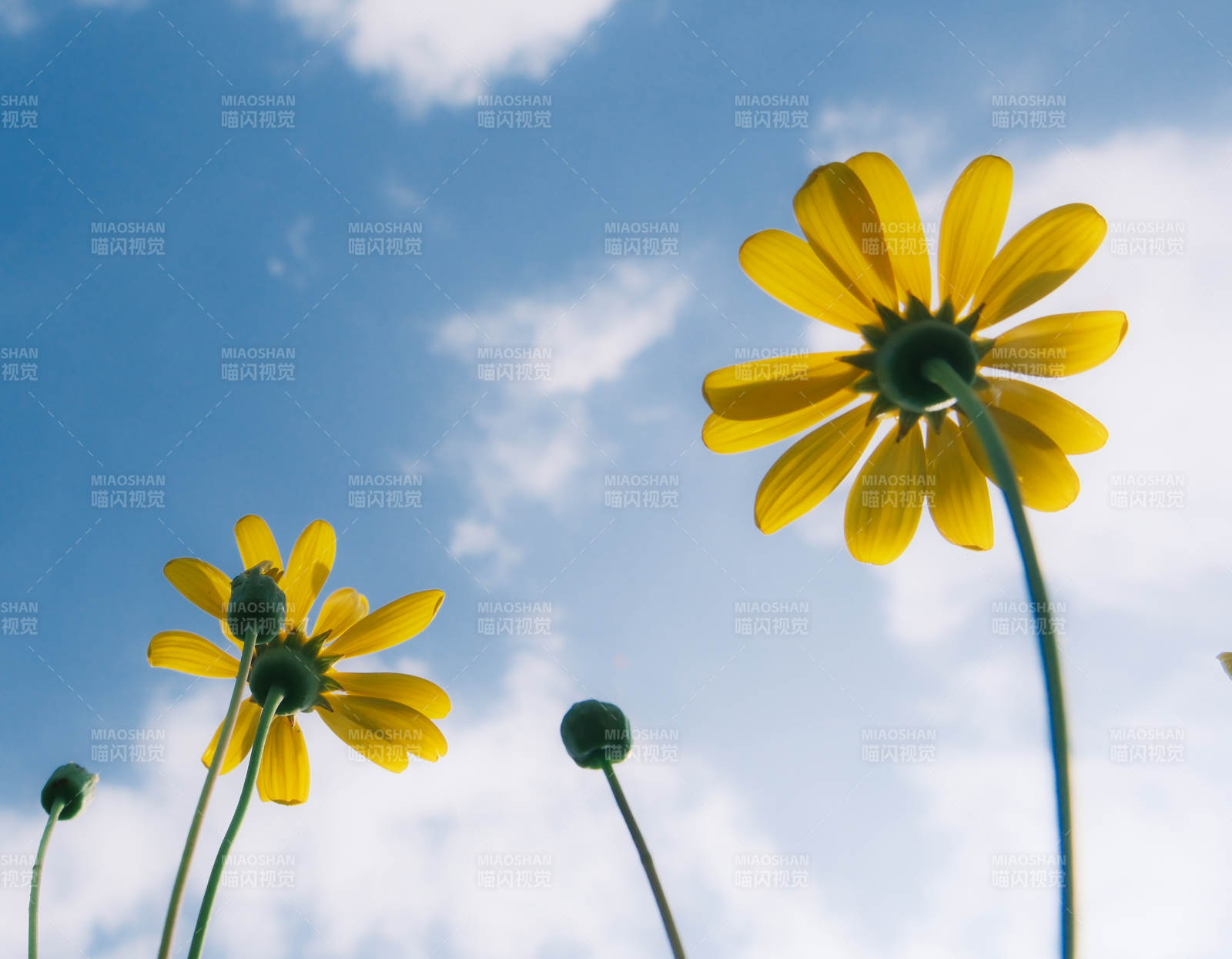向日葵仰望蓝天图片