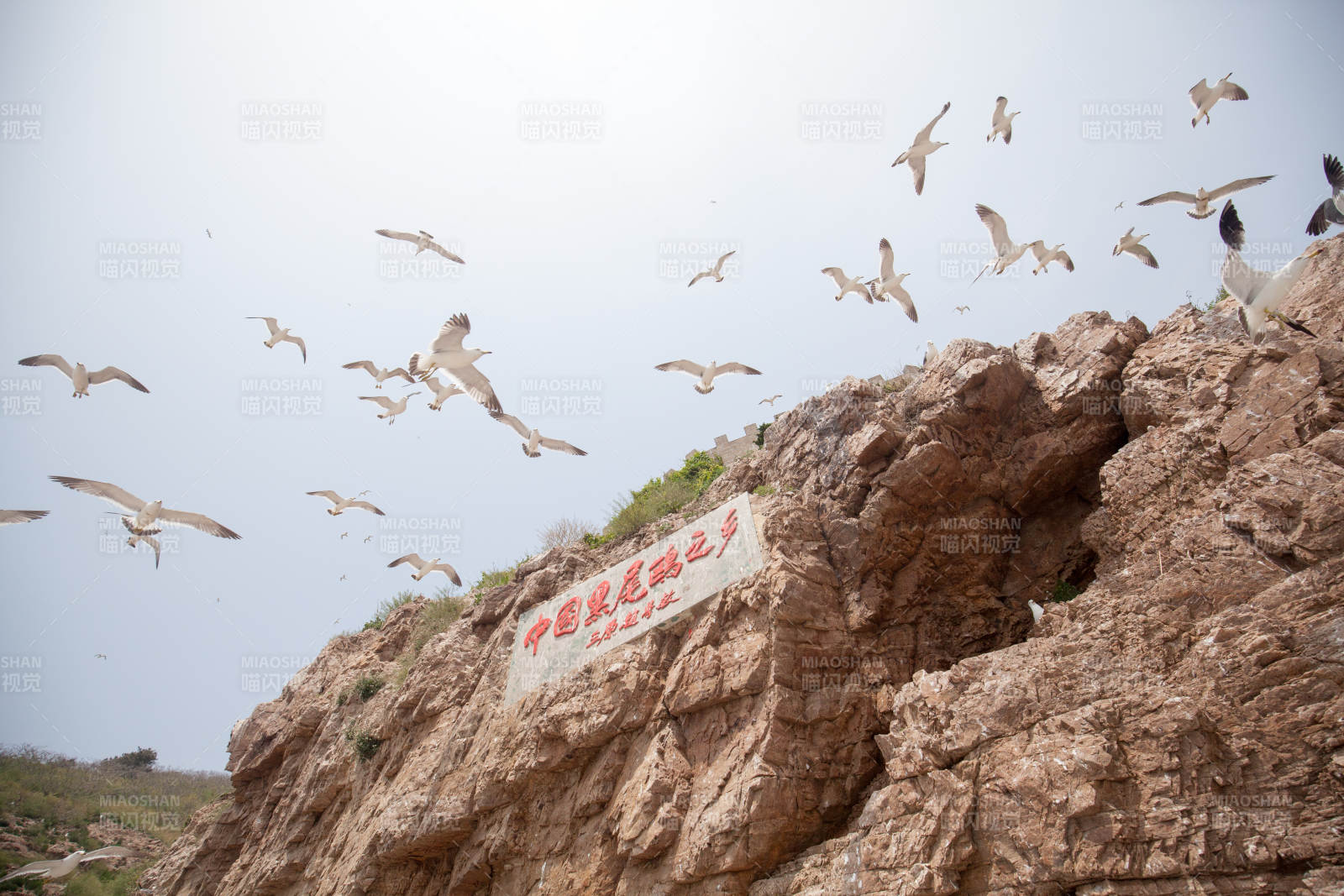 山东威海海驴岛海鸟翱翔岩壁间图片