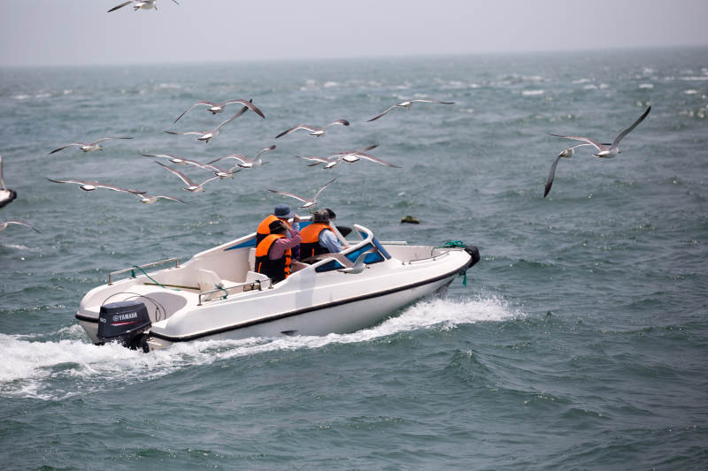 海上快艇追鸟群图片