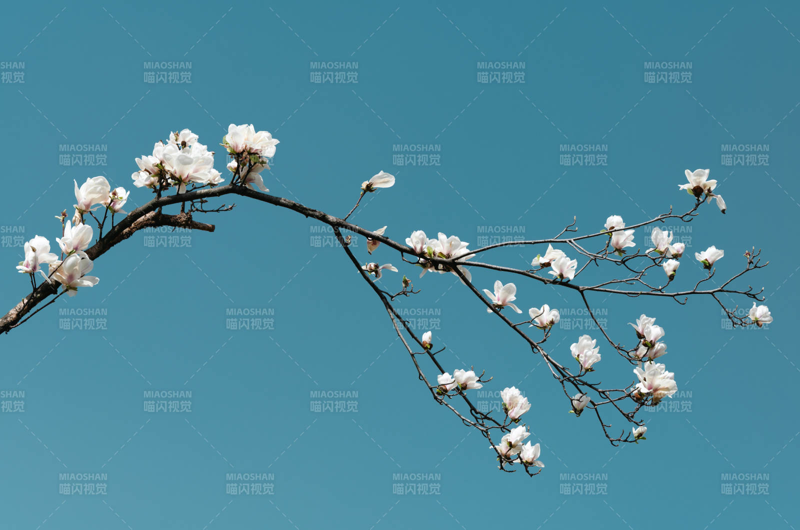 春枝绽放白花图片