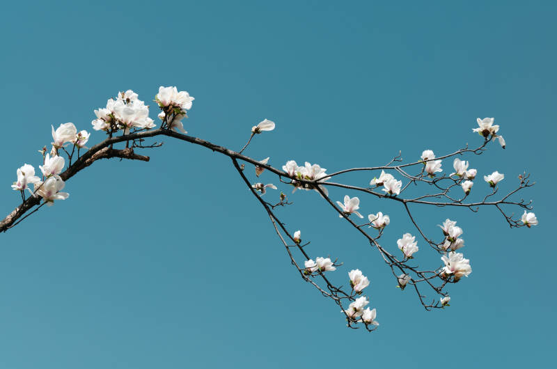 春枝绽放白花图片