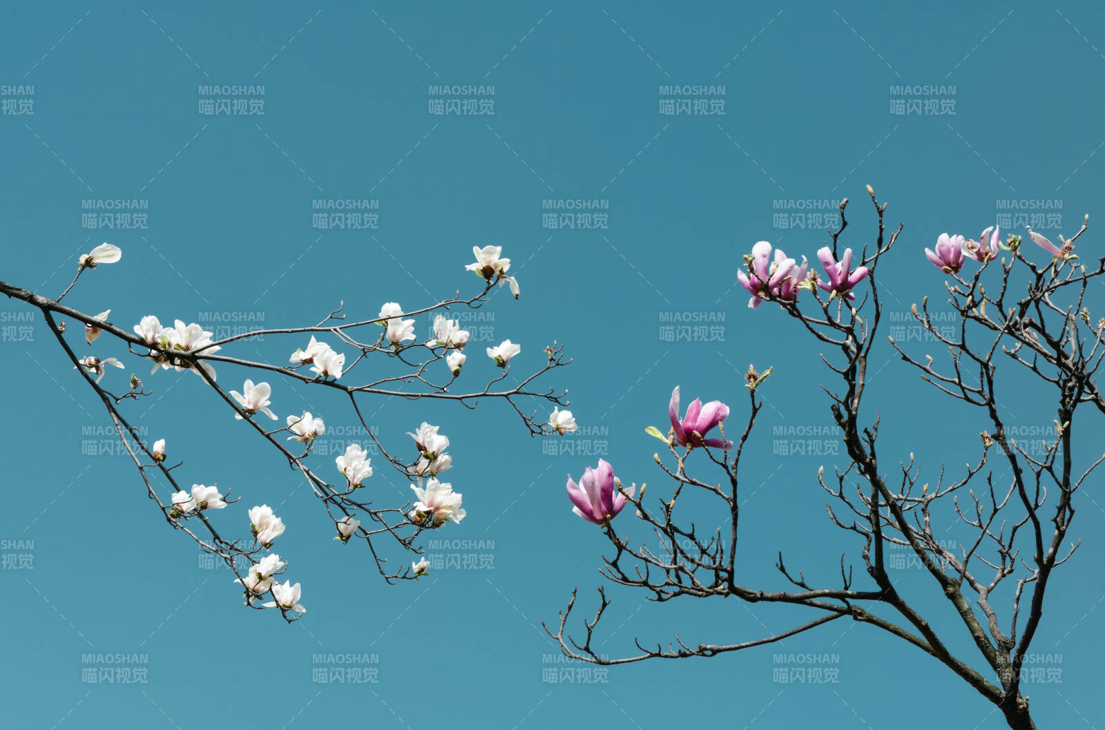 春日花开枝头图片