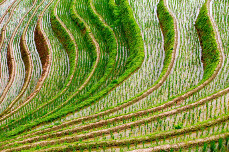 梯田绿浪图片