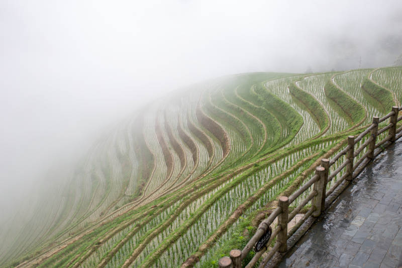 雾中梯田如画图片