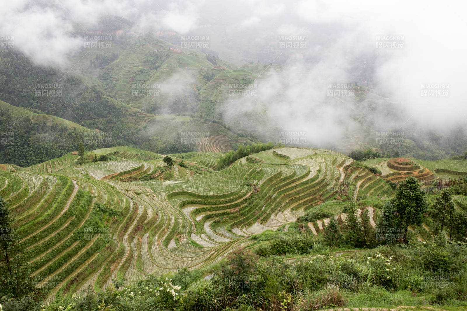 云雾缭绕桂林梯田图片