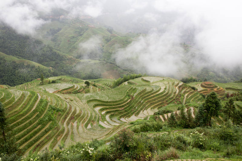 云雾缭绕梯田图片