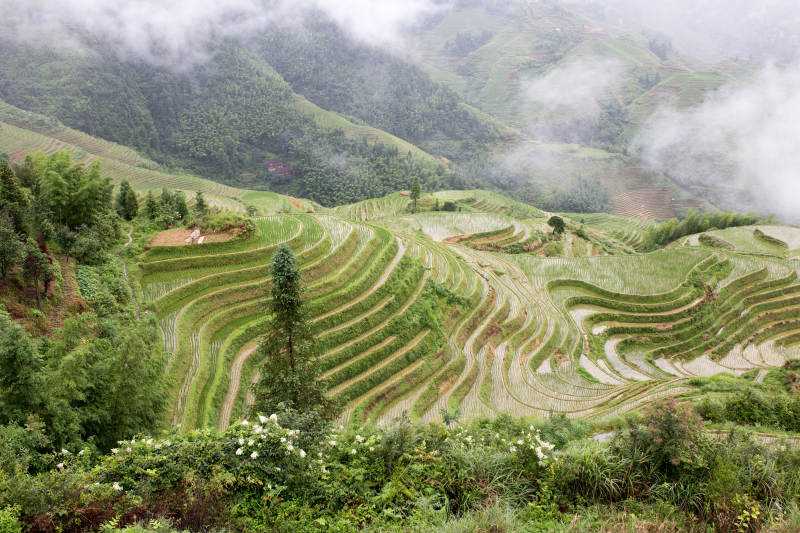 云雾缭绕梯田风光图片