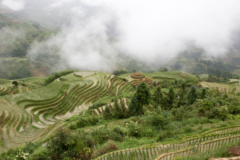 云雾缭绕梯田风光图片
