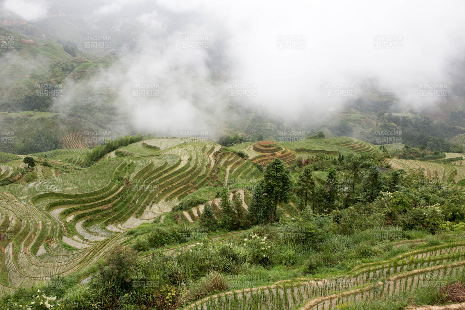 云雾缭绕桂林梯田风光图片