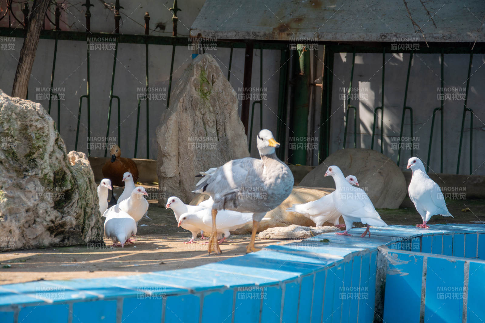白鸭池边悠闲踱步图片