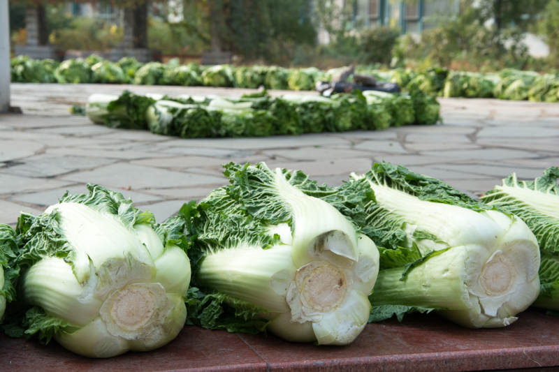 新鲜白菜整齐排列图片