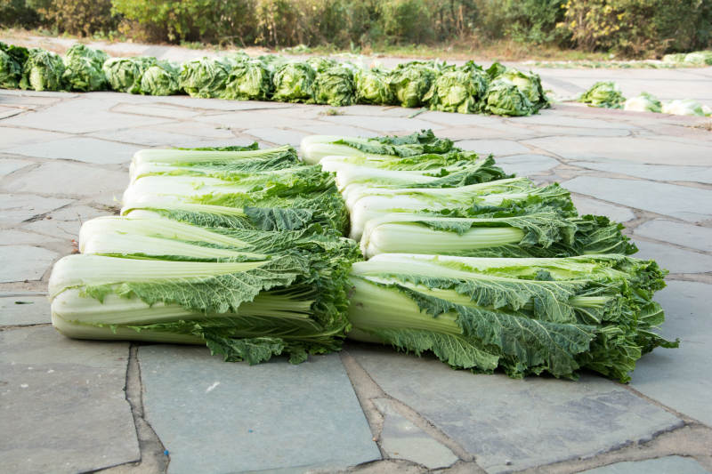新鲜白菜整齐排列图片