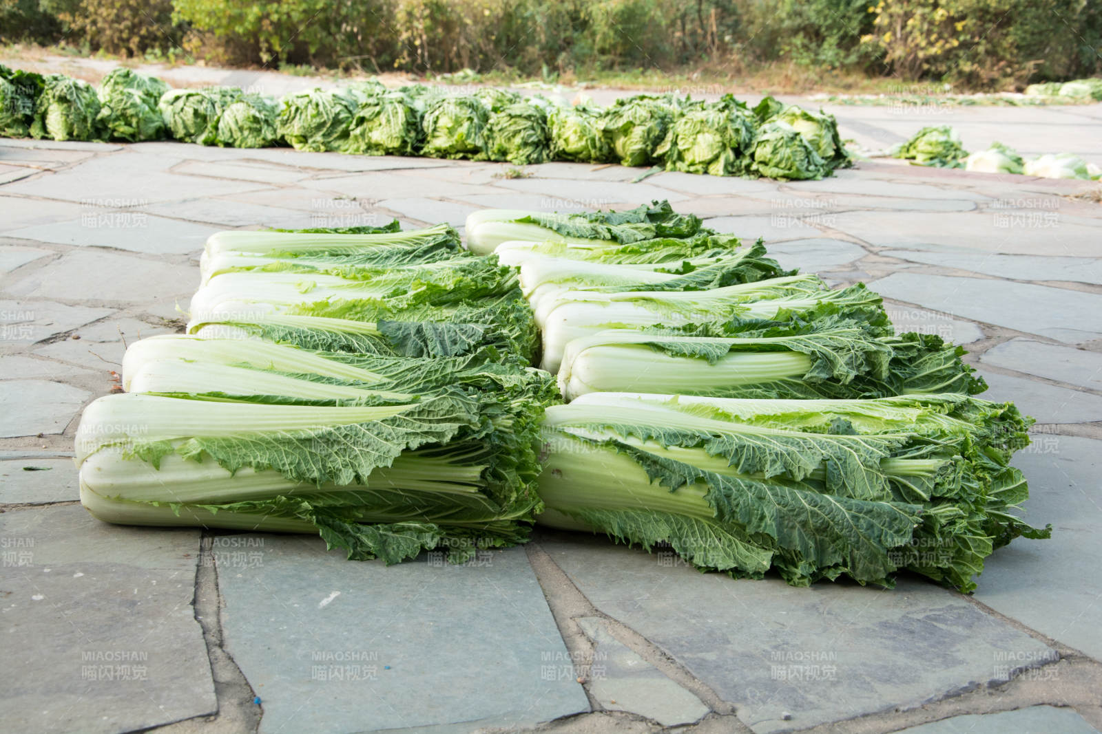 新鲜白菜整齐排列图片