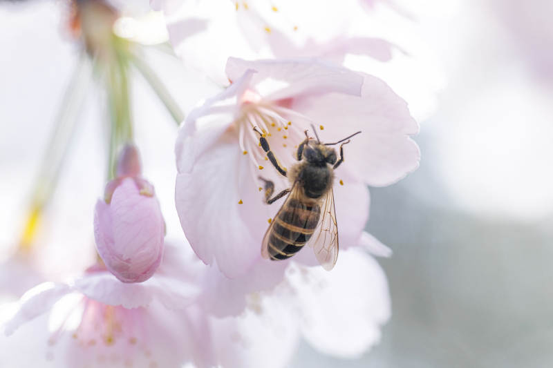 蜜蜂采蜜樱花间图片