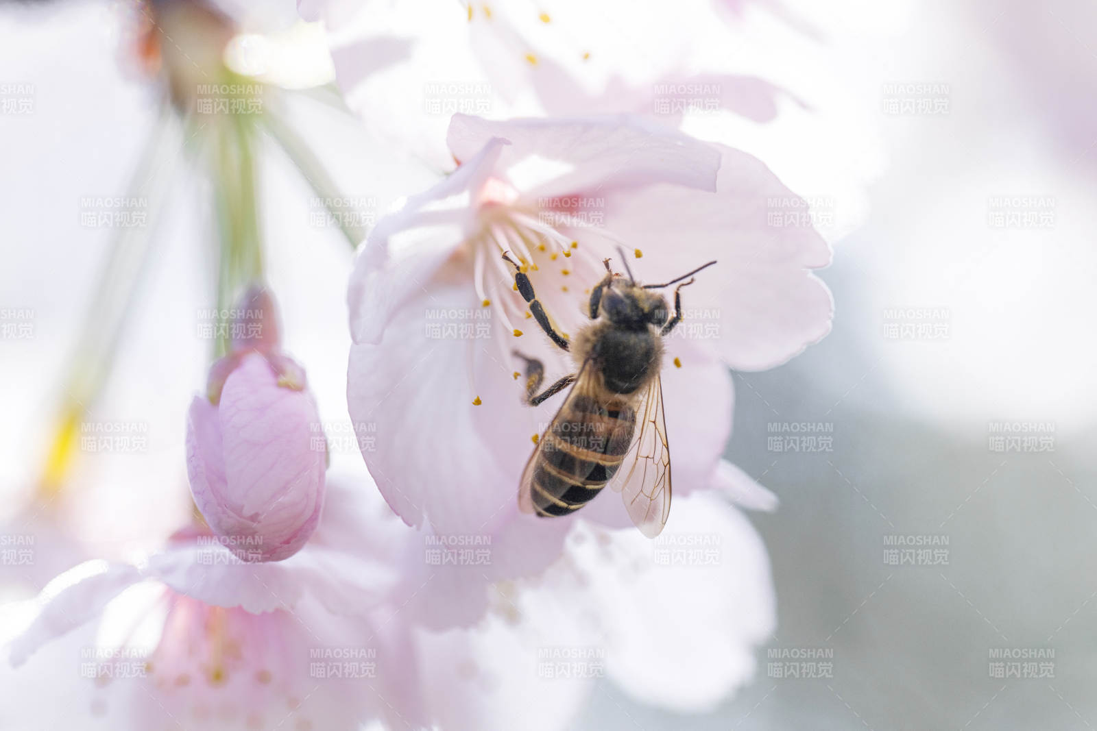 蜜蜂采蜜樱花间图片