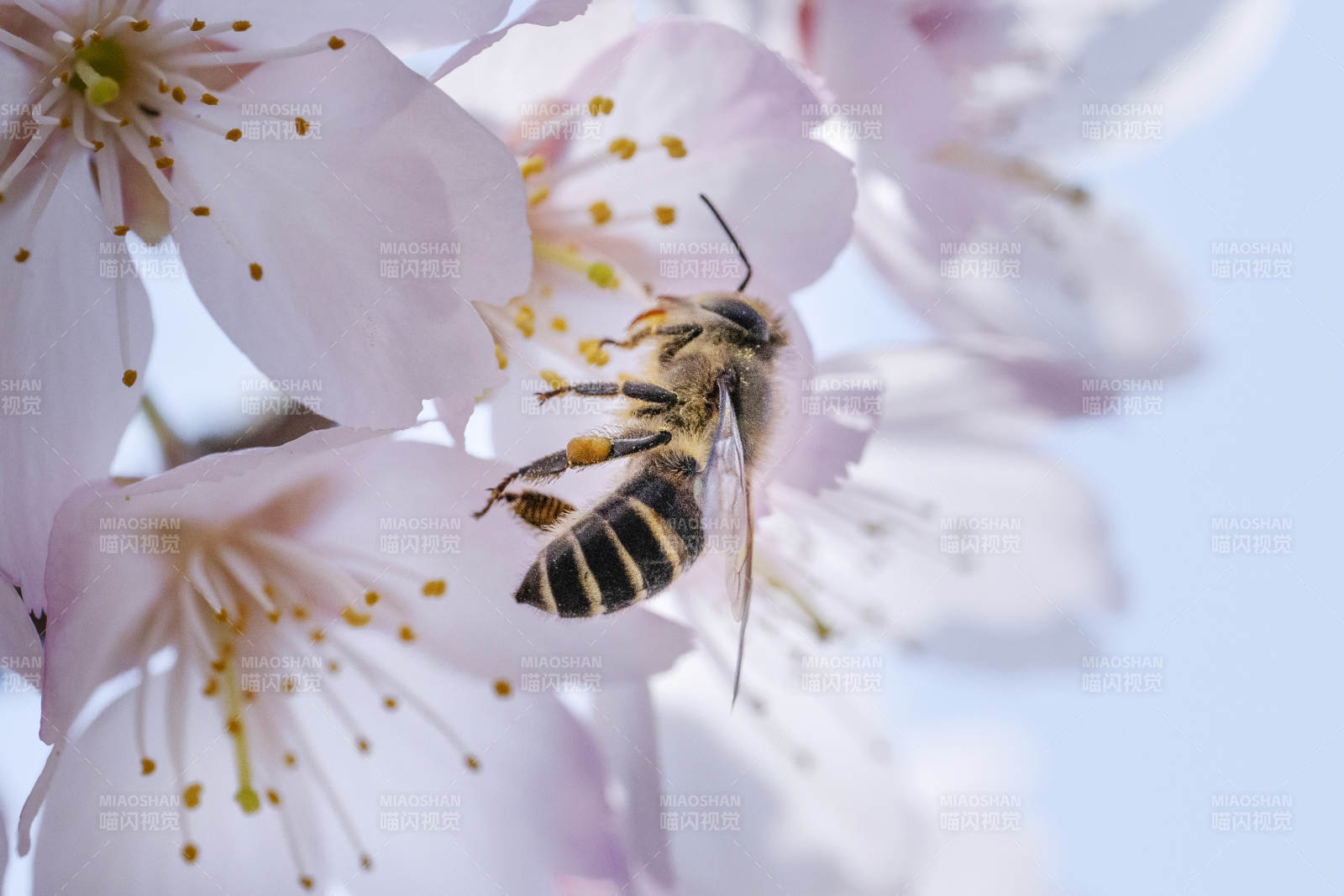 蜜蜂采蜜樱花间图片