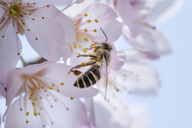 蜜蜂采蜜樱花间图片