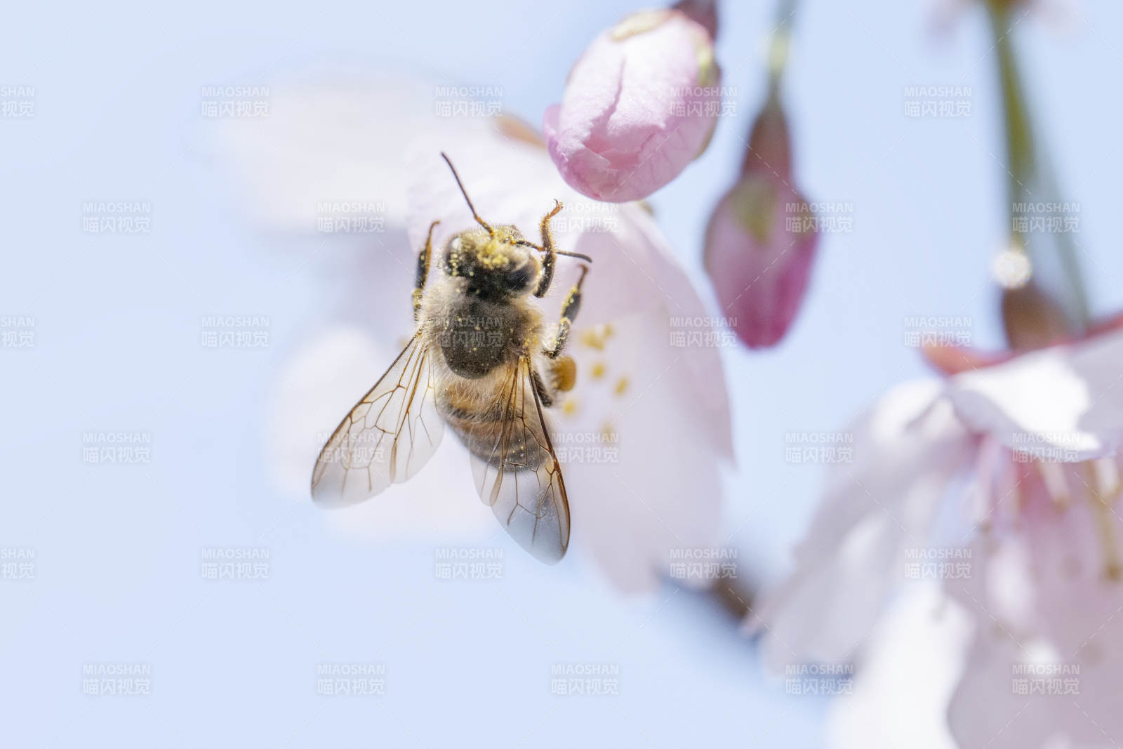 蜜蜂采蜜樱花间图片