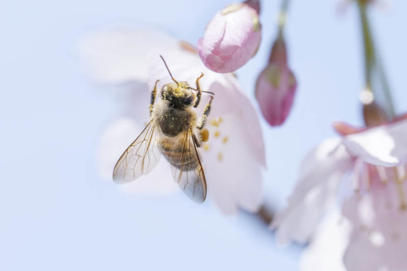 蜜蜂采蜜樱花间图片