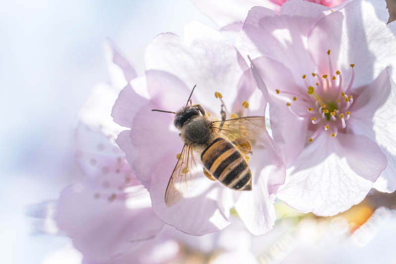 蜂采樱花蜜图片
