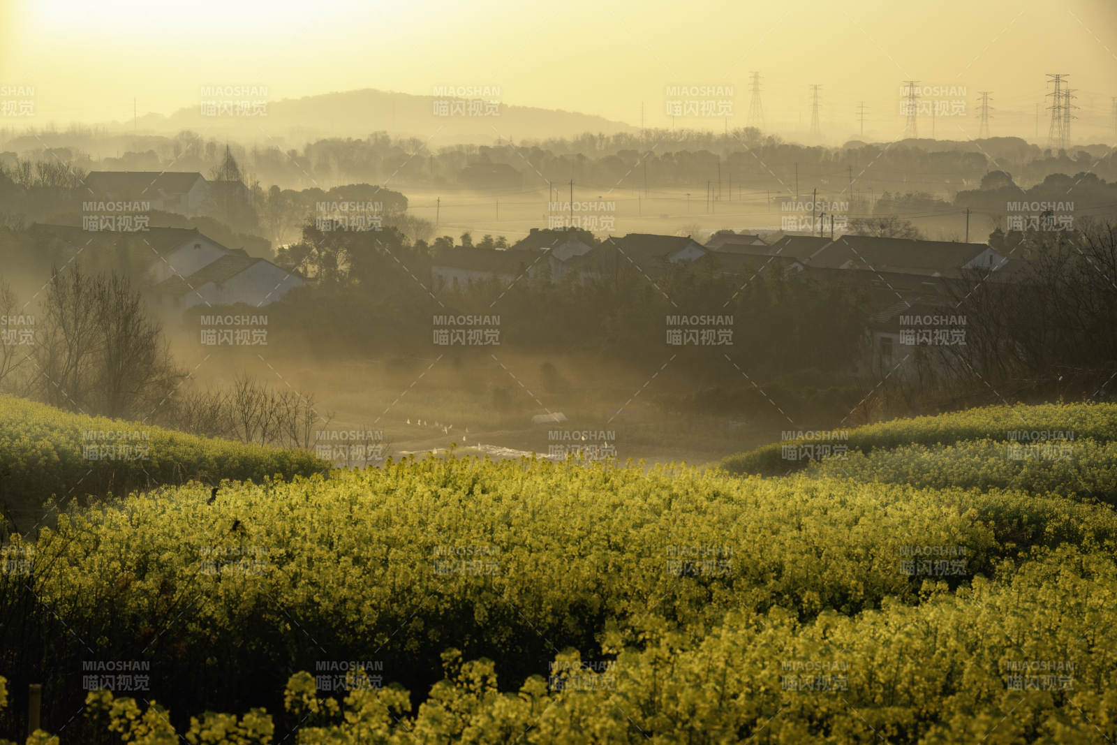晨雾中的油菜花田图片